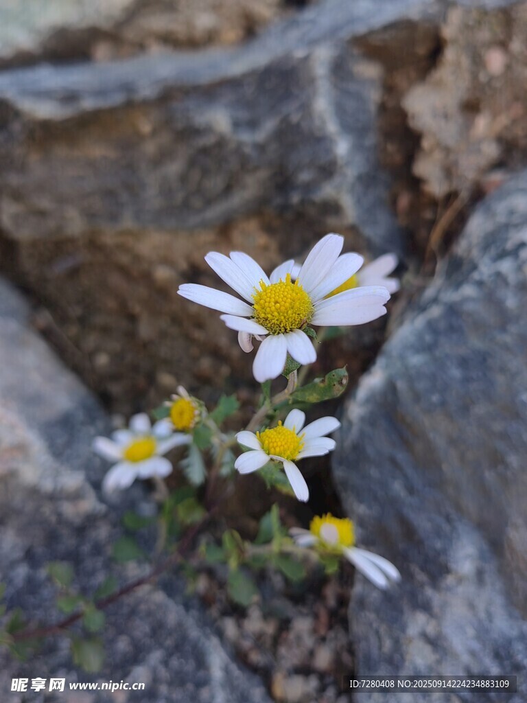 石縫中的小雛菊綻放