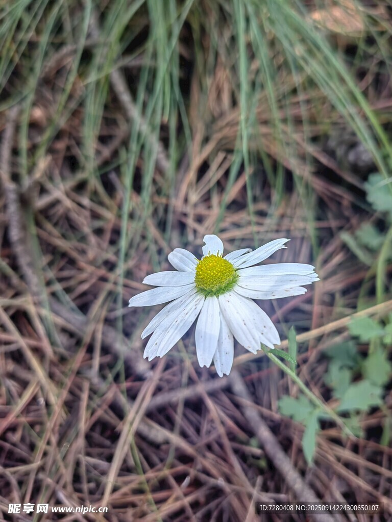 草叢中的白色小雛菊