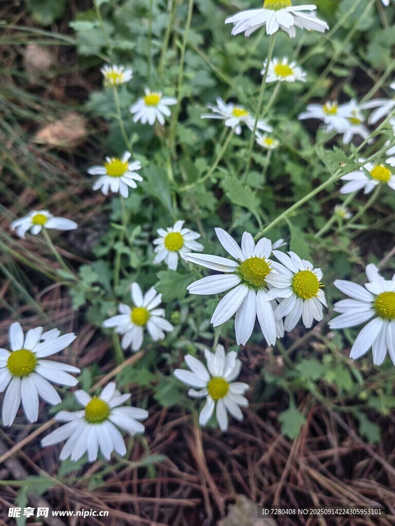 白色雛菊綻放于地面