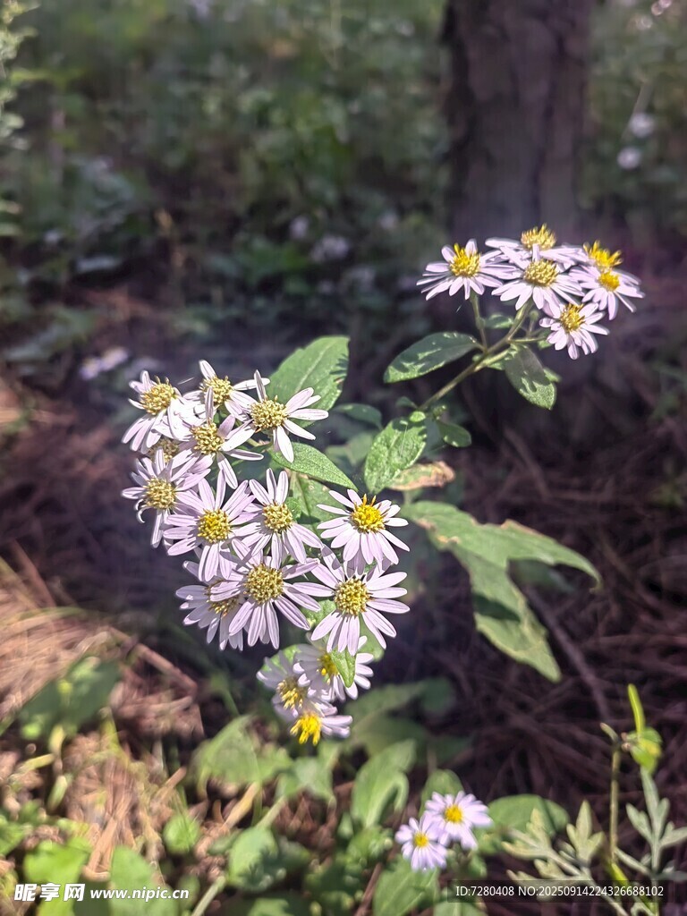 林間綻放的紫白色小花