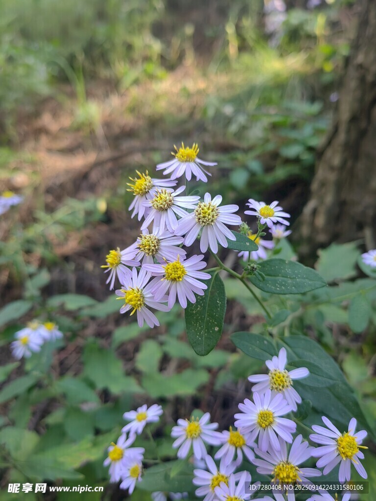 林間綻放的紫白色小花