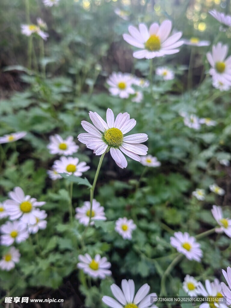 清新雛菊綻放綠意間