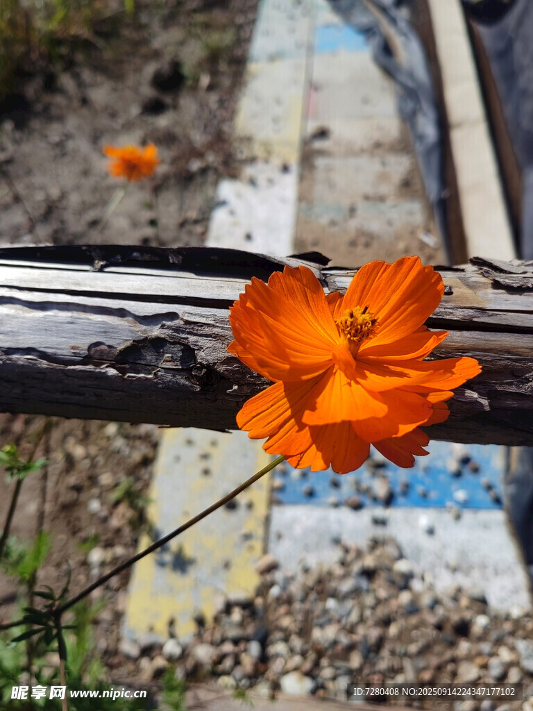 橙色小花倚于老舊木桿