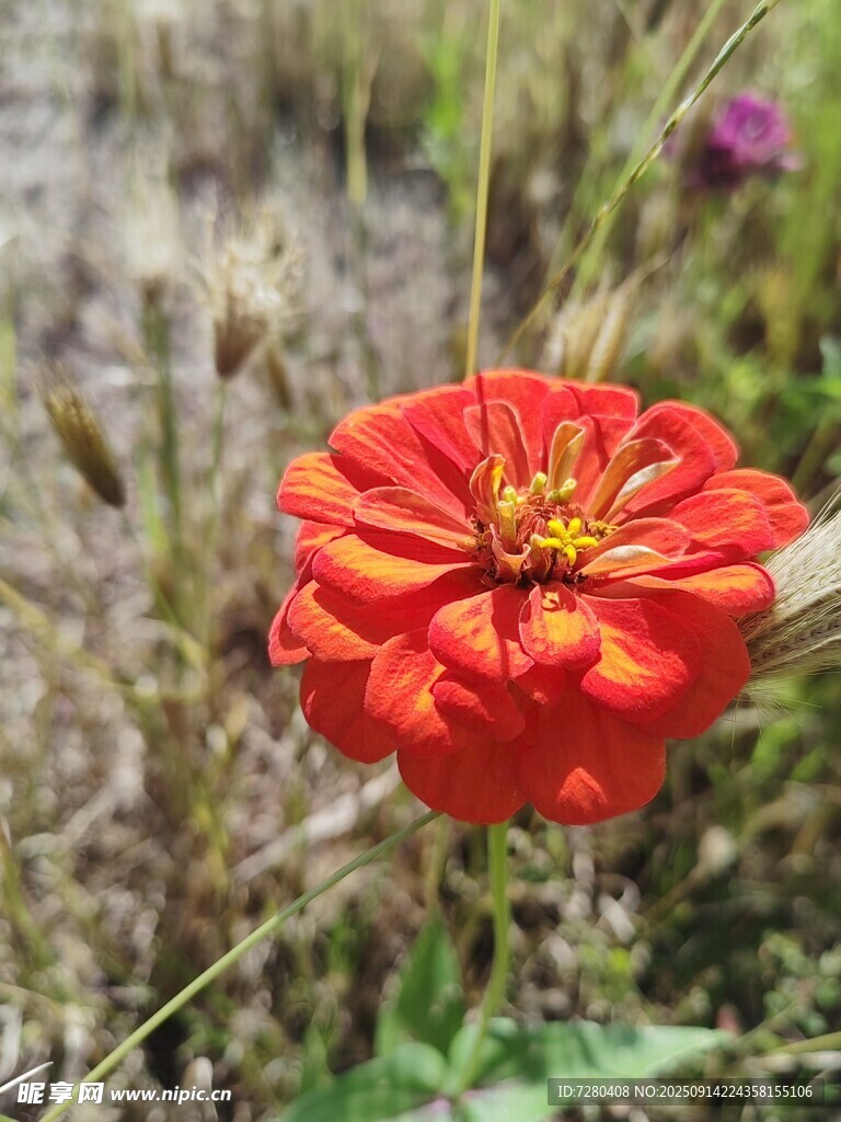 嬌艷紅花朵綻放于野外