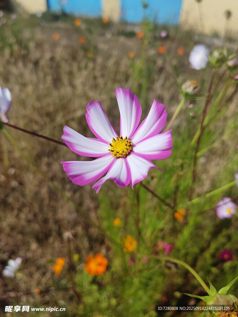 田野中的美麗波斯菊