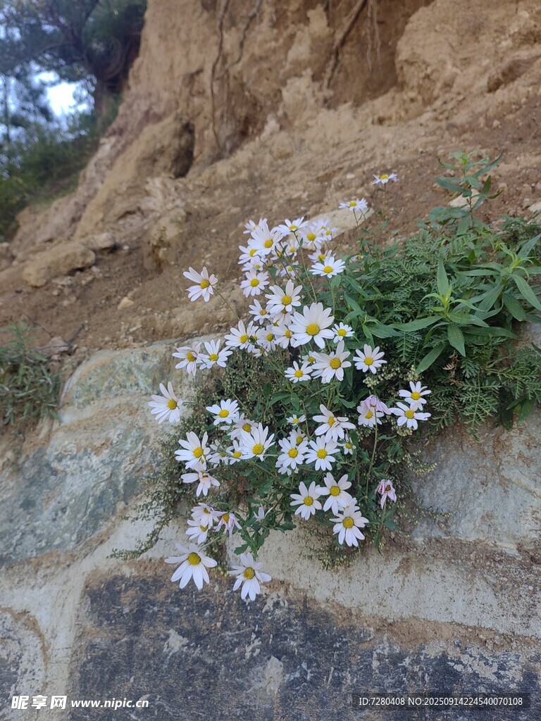 石縫間綻放的白色小花