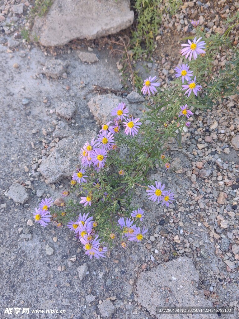 石縫中綻放的絢爛小花