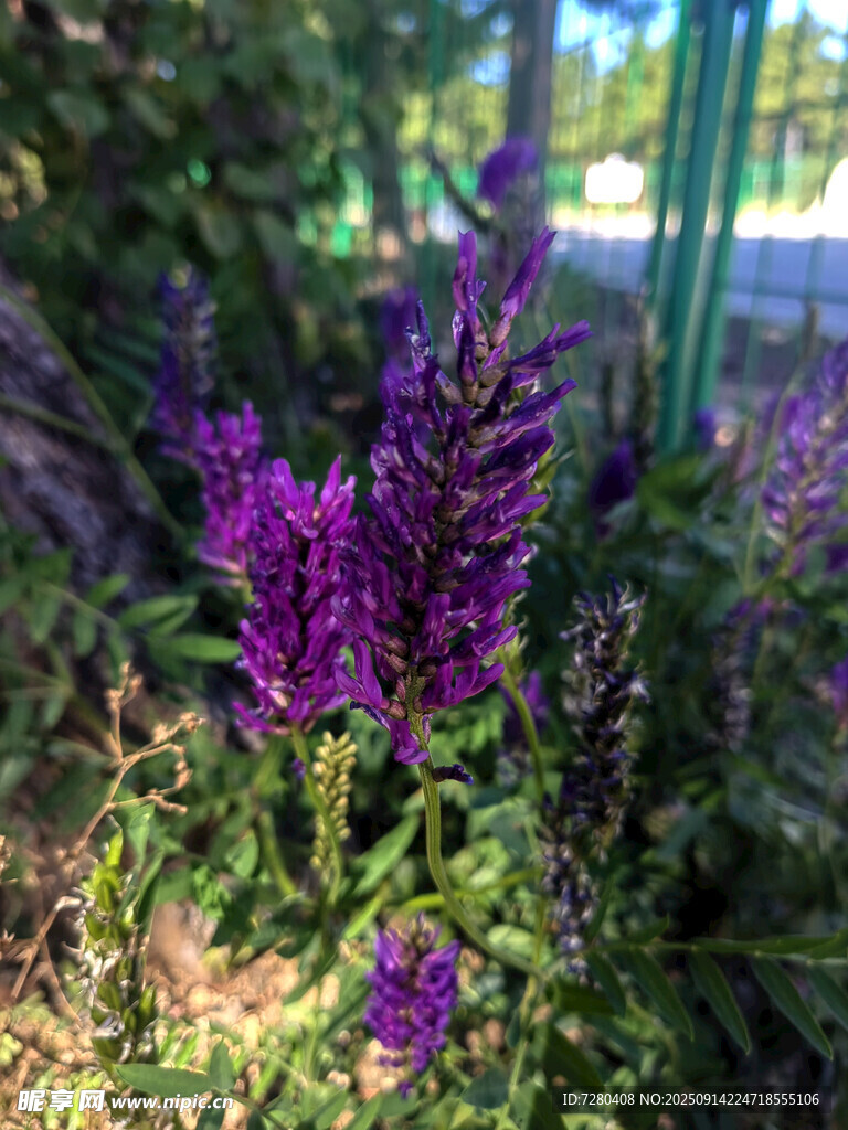 紫色鼠尾草綻放于草叢