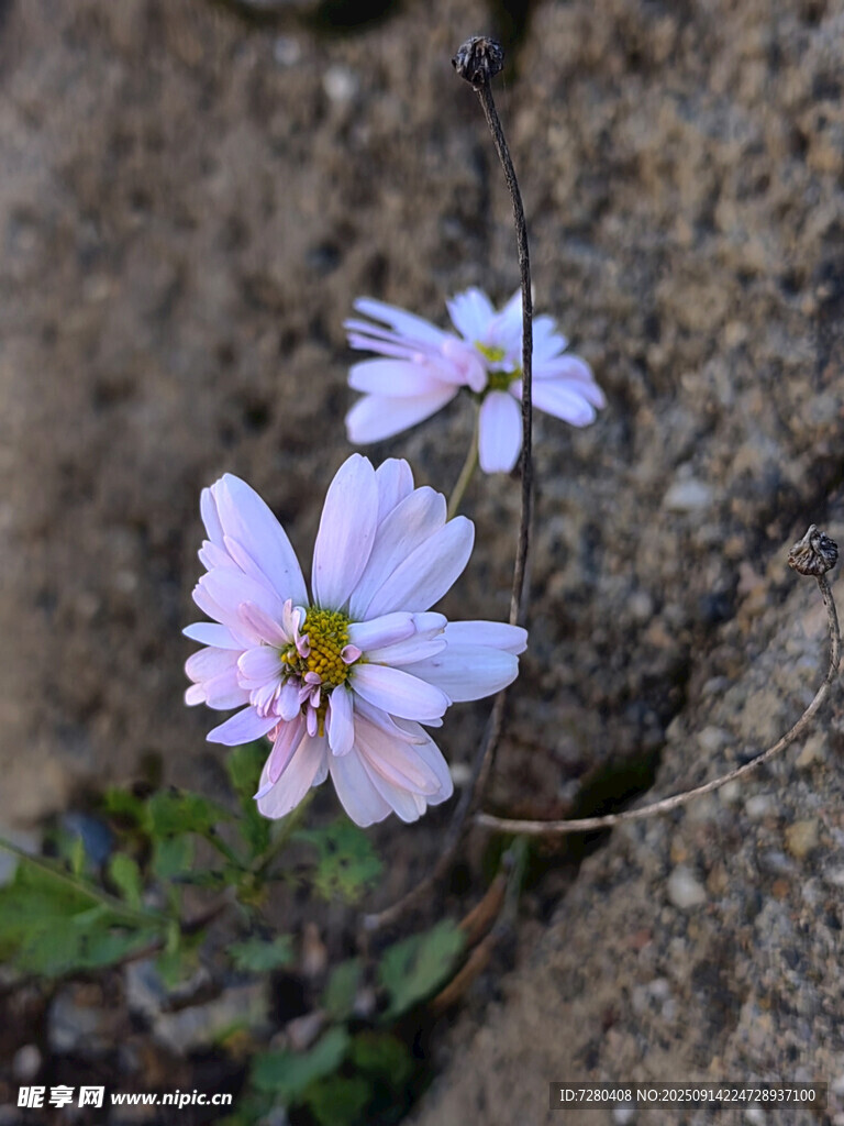 巖石邊綻放的淡雅小花