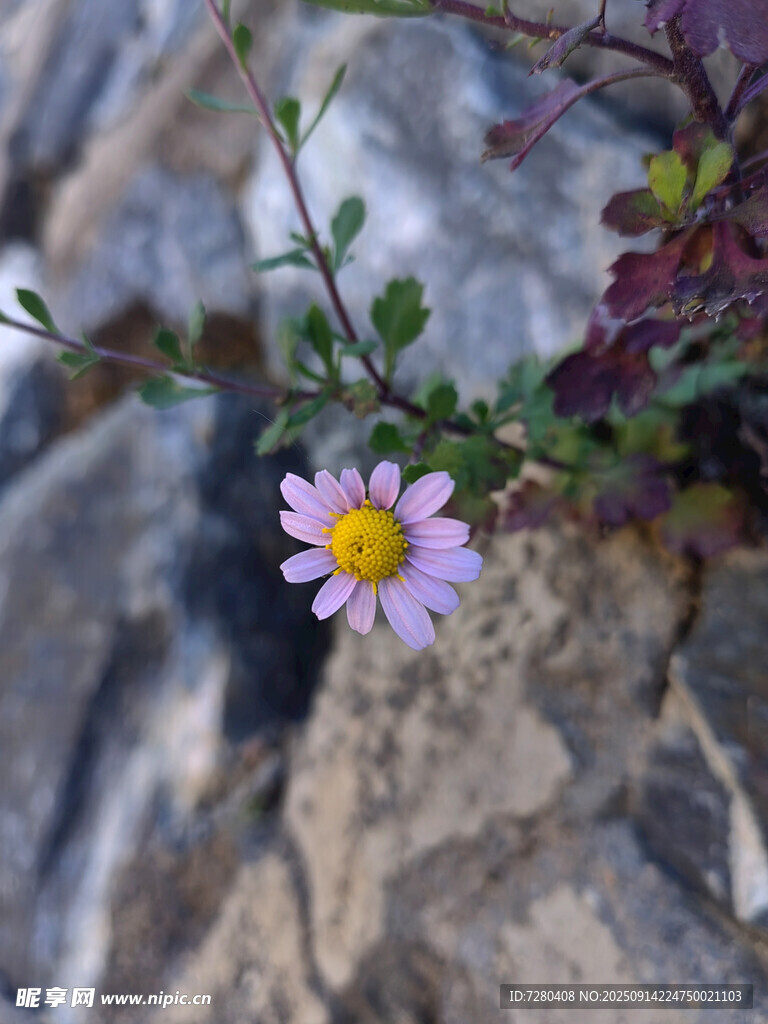 石縫中綻放的美麗小花