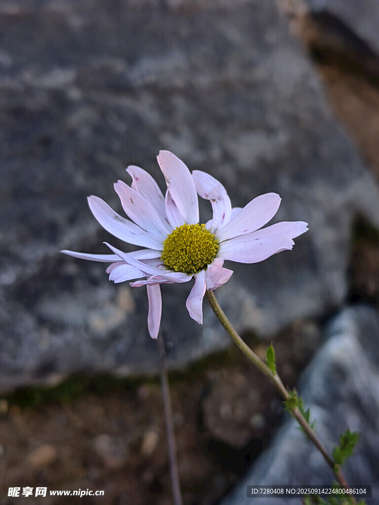 單枝淡粉雛菊綻放