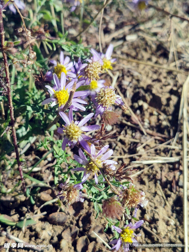 紫色小花綻放于土地間