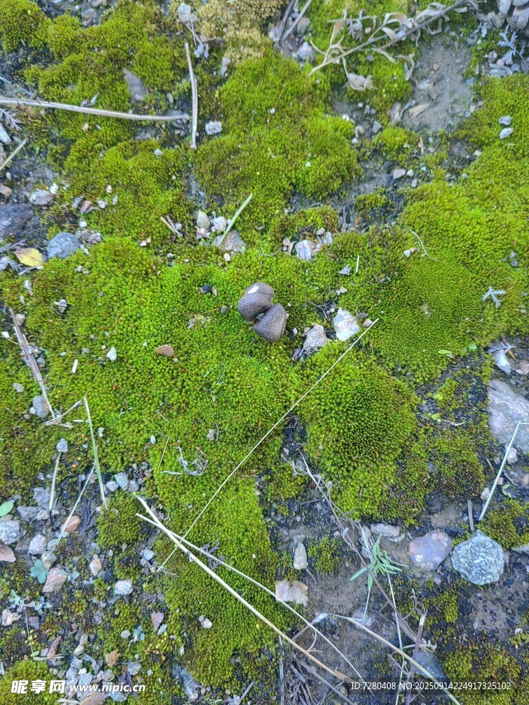 地面上的翠綠苔蘚與碎石