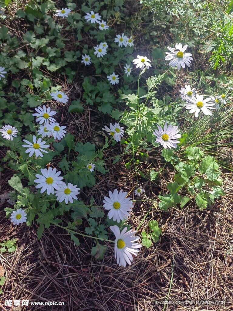 地面綻放的白色雛菊