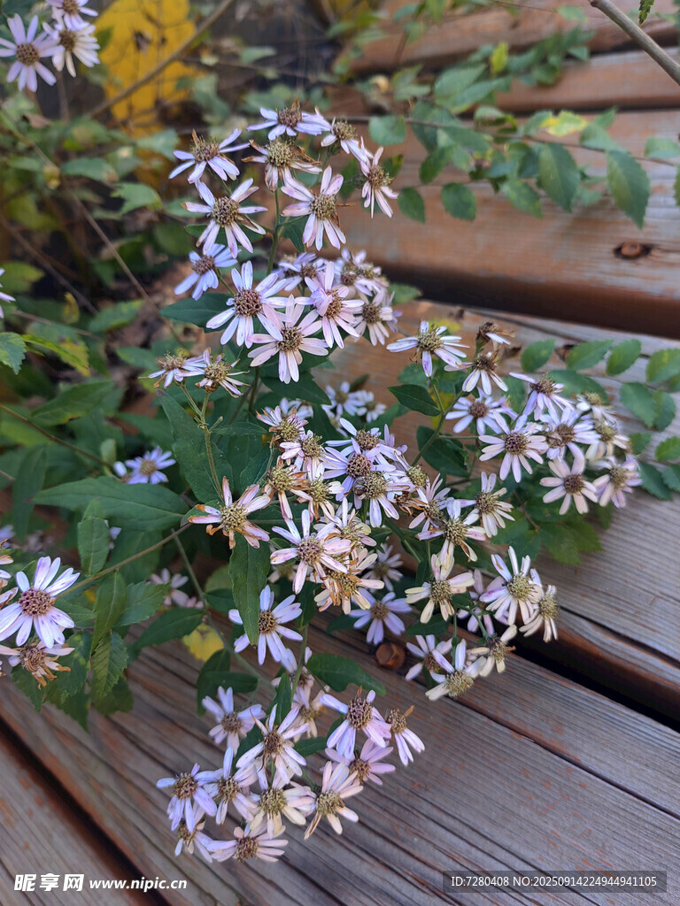 木質(zhì)平臺(tái)上的美麗花卉