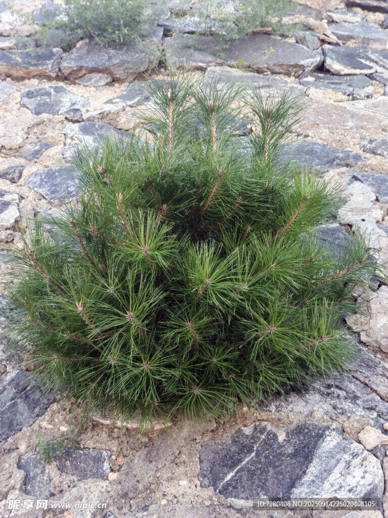 石縫中生長的綠色植物