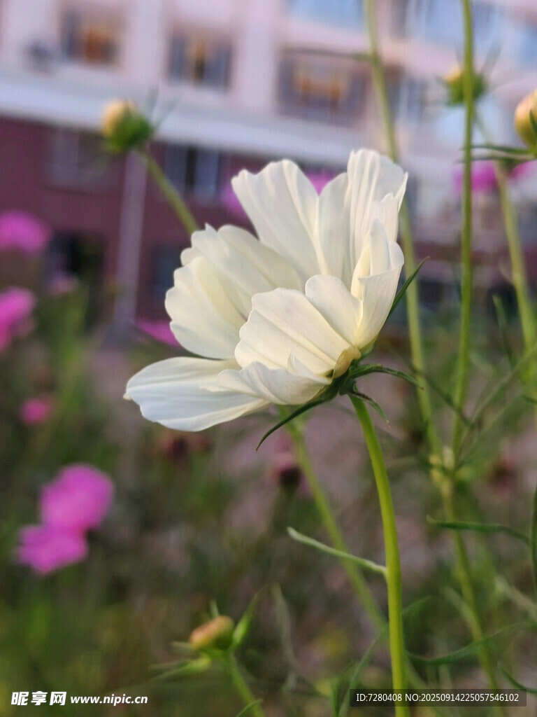 白色波斯菊綻放于花叢中