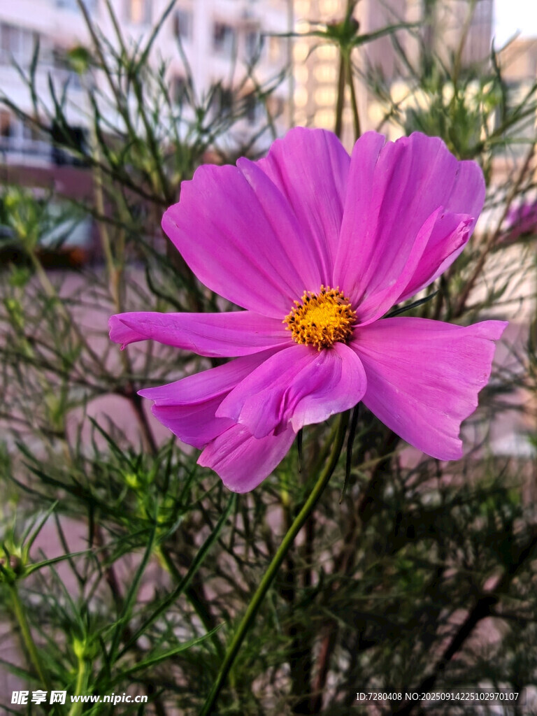 嬌艷波斯菊綻放于草叢