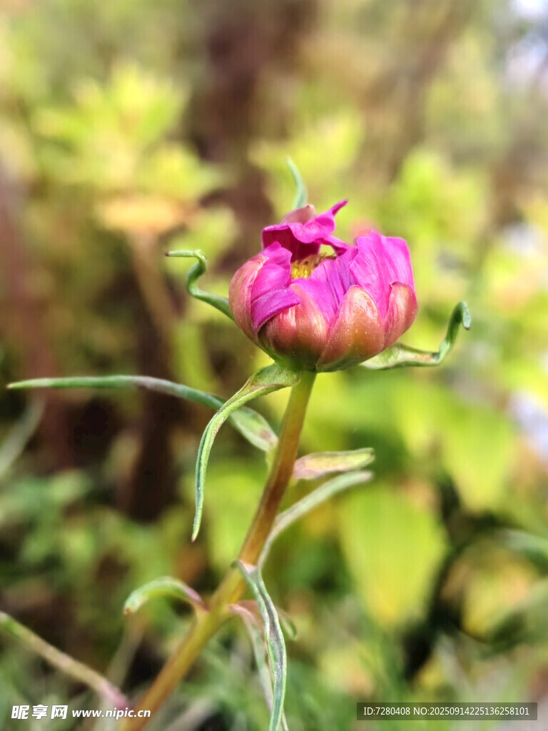 嬌艷綻放的粉色花蕾