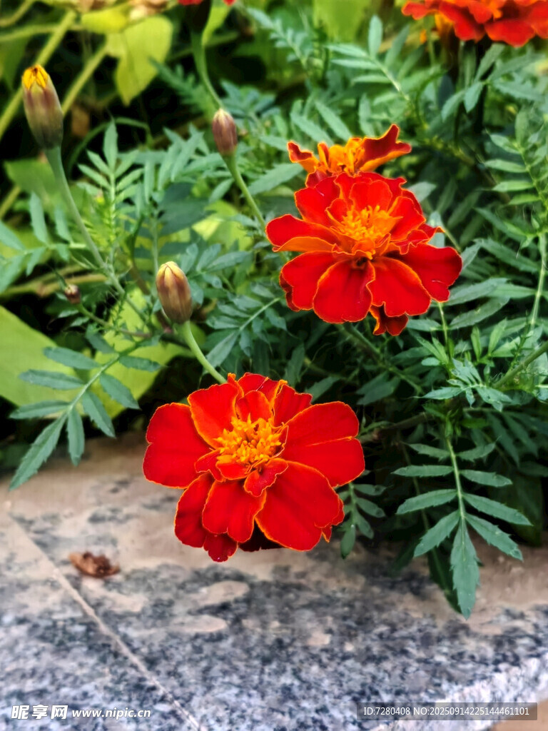 鮮艷紅萬壽菊綻放于石旁