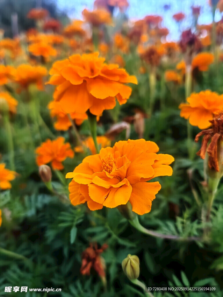 橙色萬(wàn)壽菊綻放的美麗