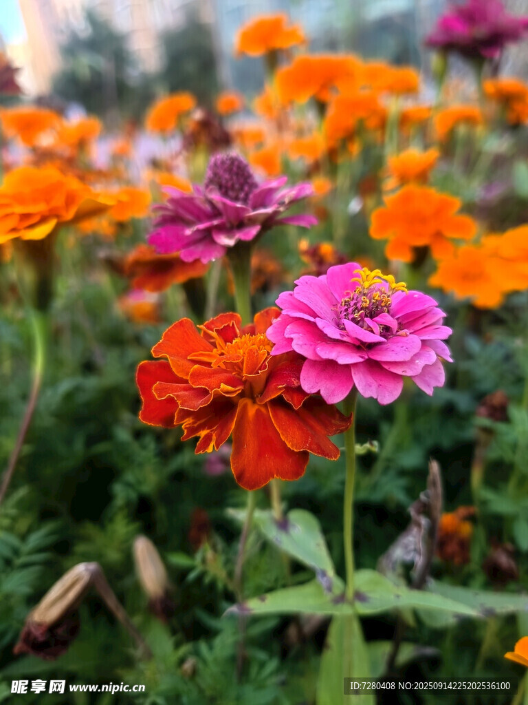 多彩百日菊綻放于花叢中