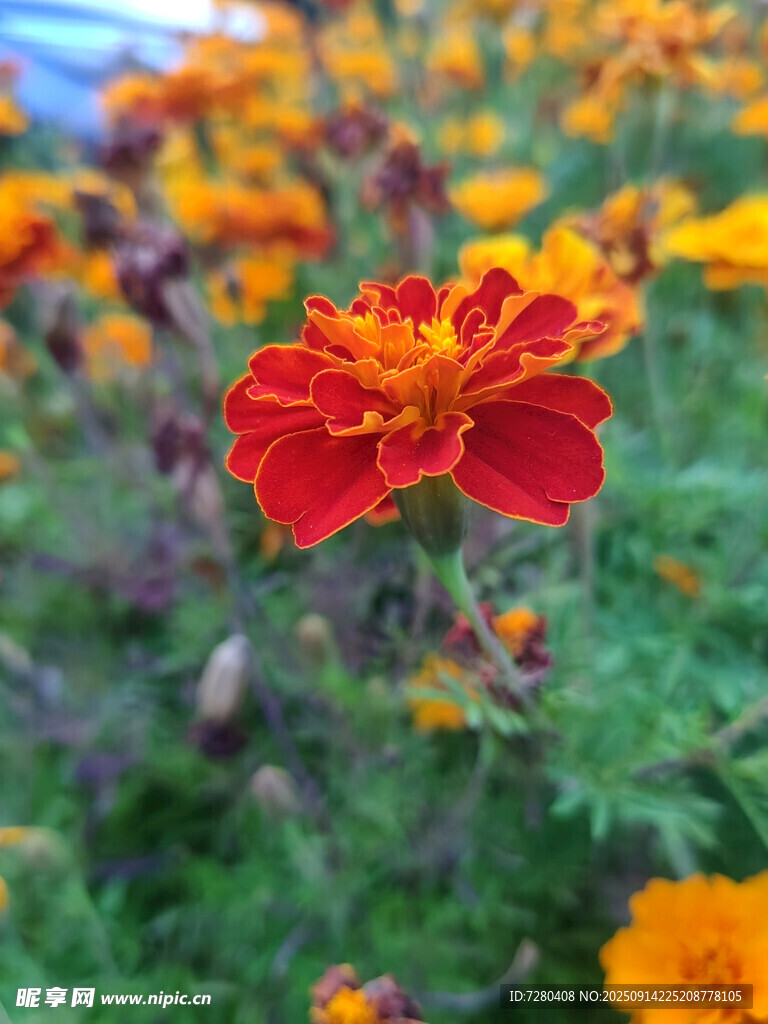 鮮艷萬壽菊綻放于花叢中