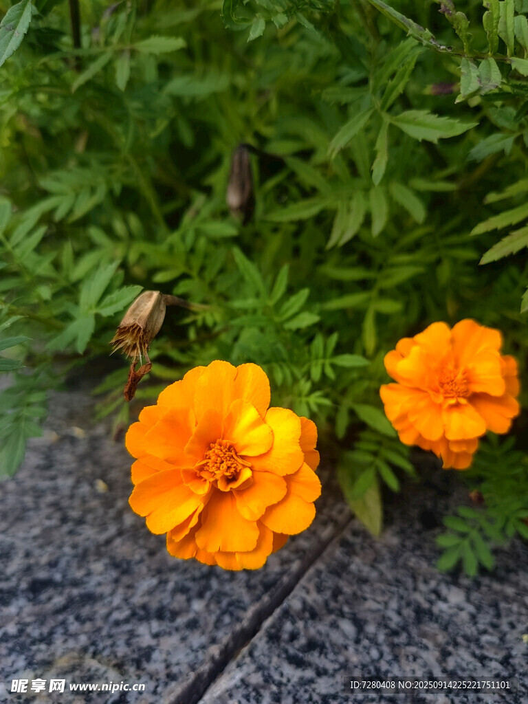 兩朵鮮艷的橙色萬壽菊