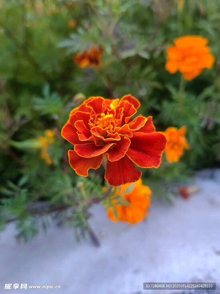 艷麗萬(wàn)壽菊綻放于花叢