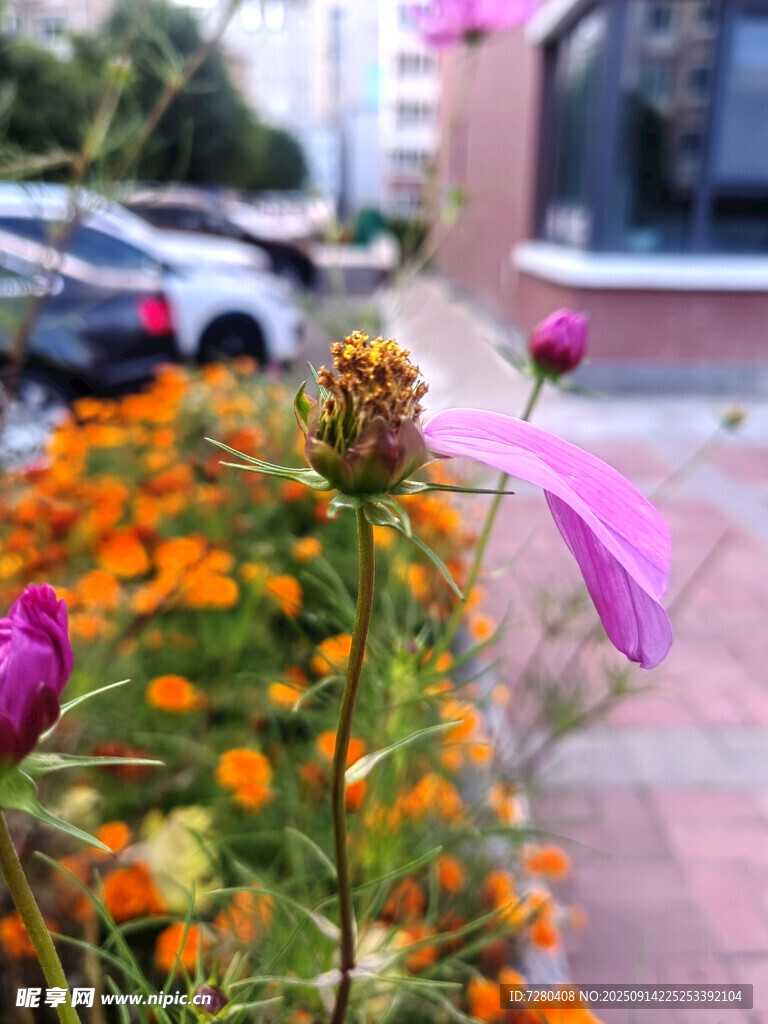 街邊綻放的多彩花卉