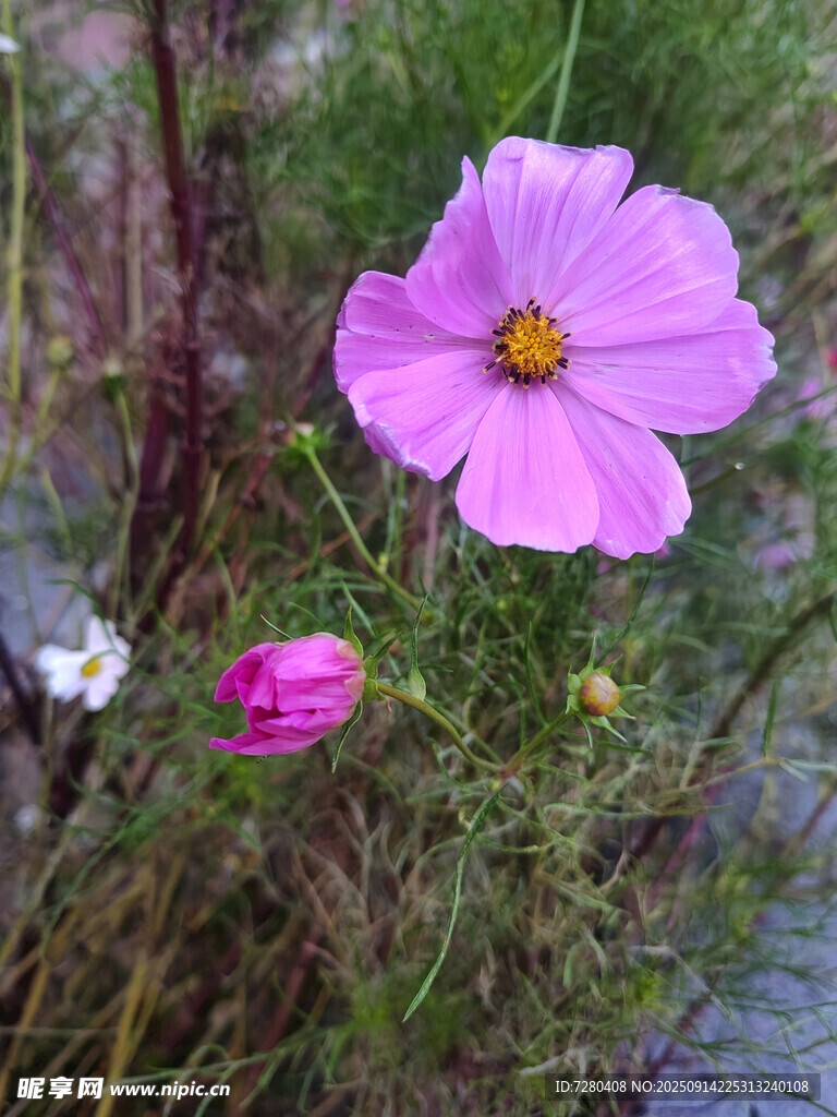 綻放的粉色波斯菊