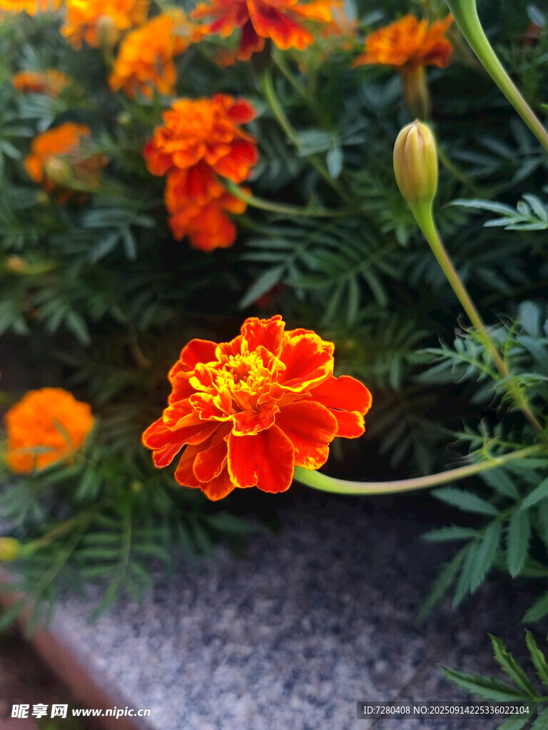 鮮艷萬壽菊綻放于綠葉間