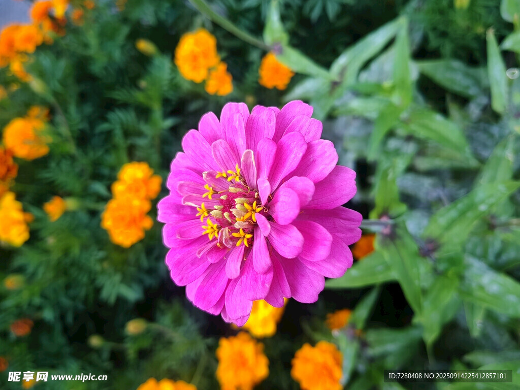 嬌艷粉色花朵與橙色花相伴