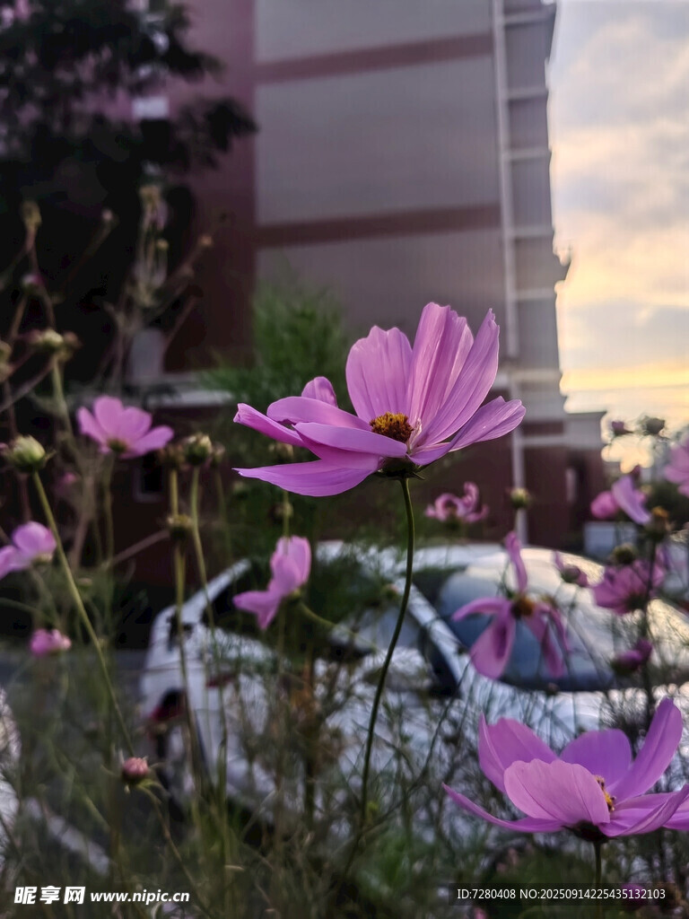 樓前綻放的美麗波斯菊