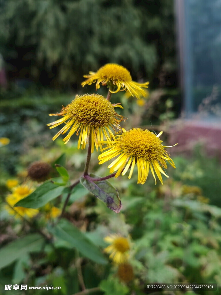 綻放的黃色旋覆花