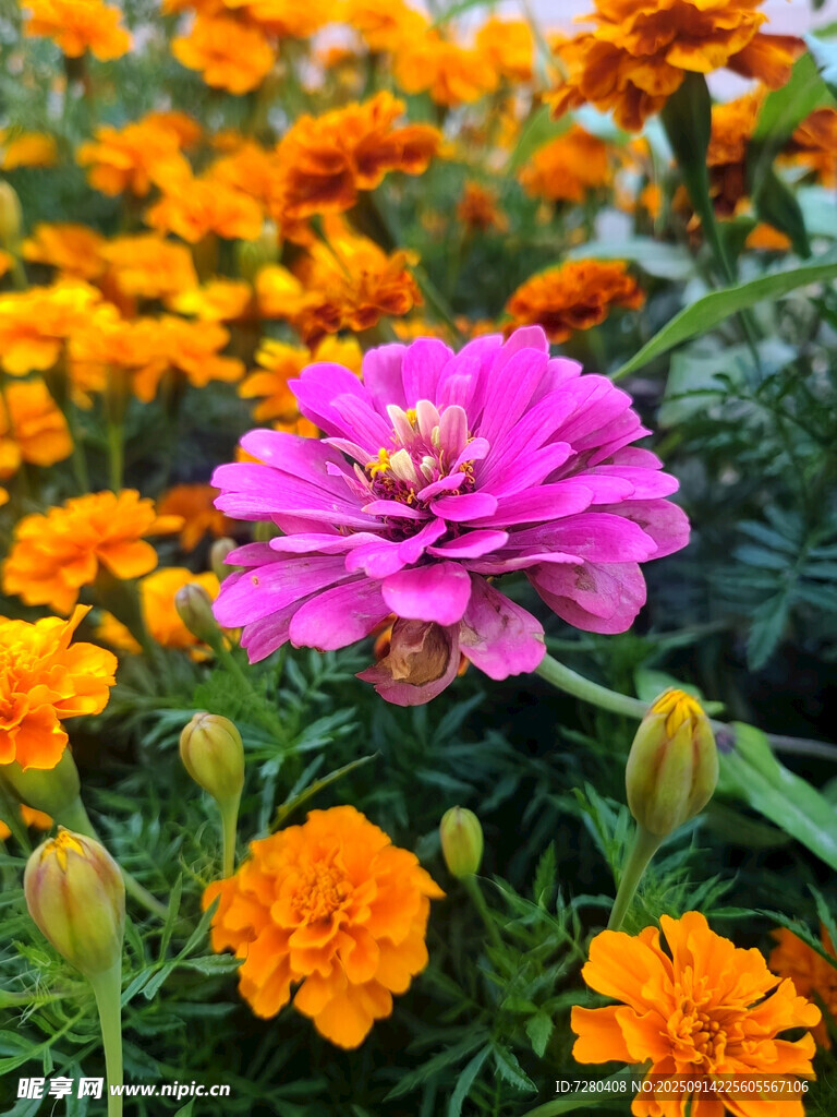 嬌艷鮮花綻放絢麗色彩