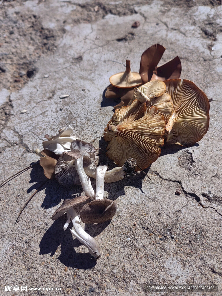 地面枯葉特寫(xiě)