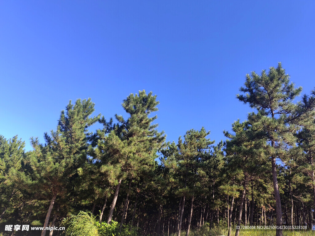 藍(lán)天松林美景