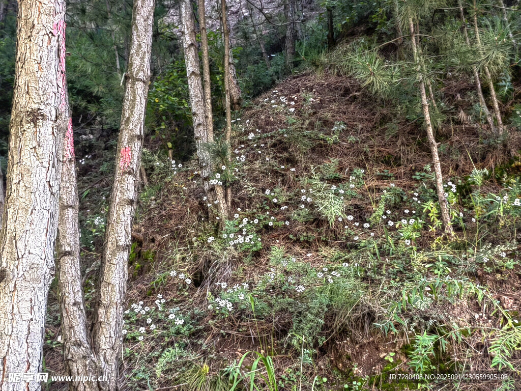 山林間的樹木與繁茂植被