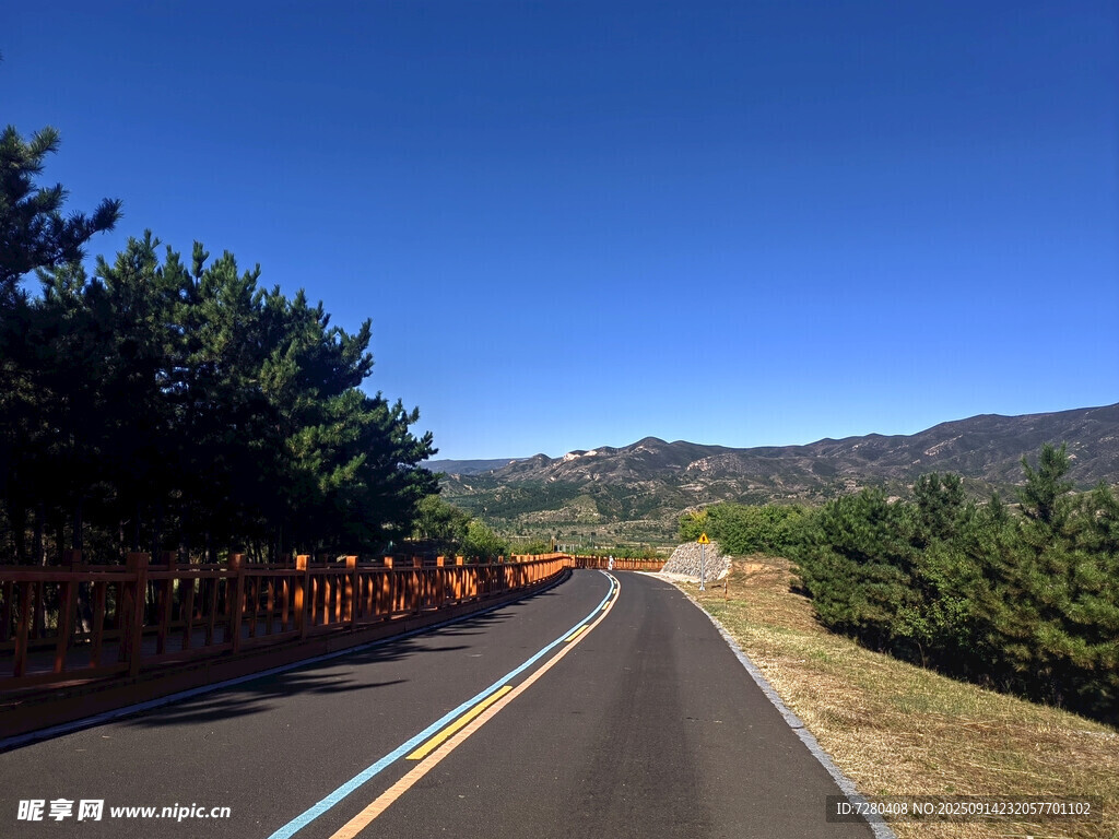 蜿蜒公路旁的蔥郁山林