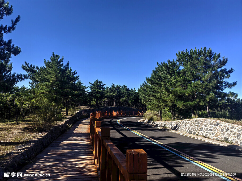 山間公路旁的蔥郁樹木