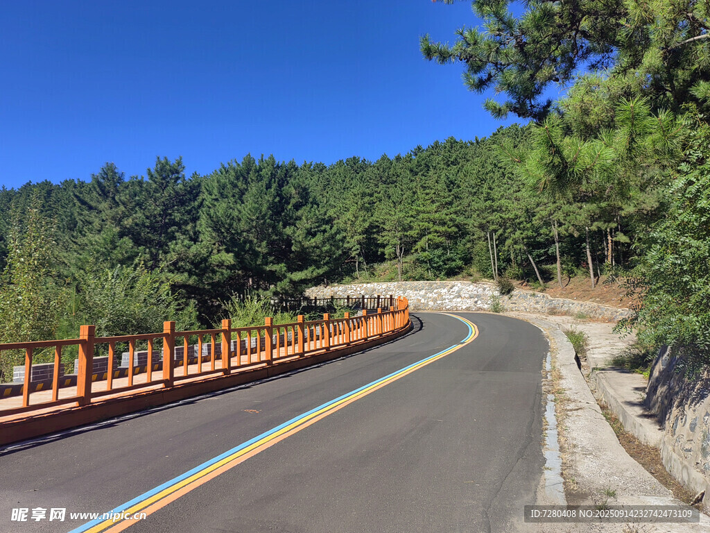 蜿蜒公路旁的蔥郁山林