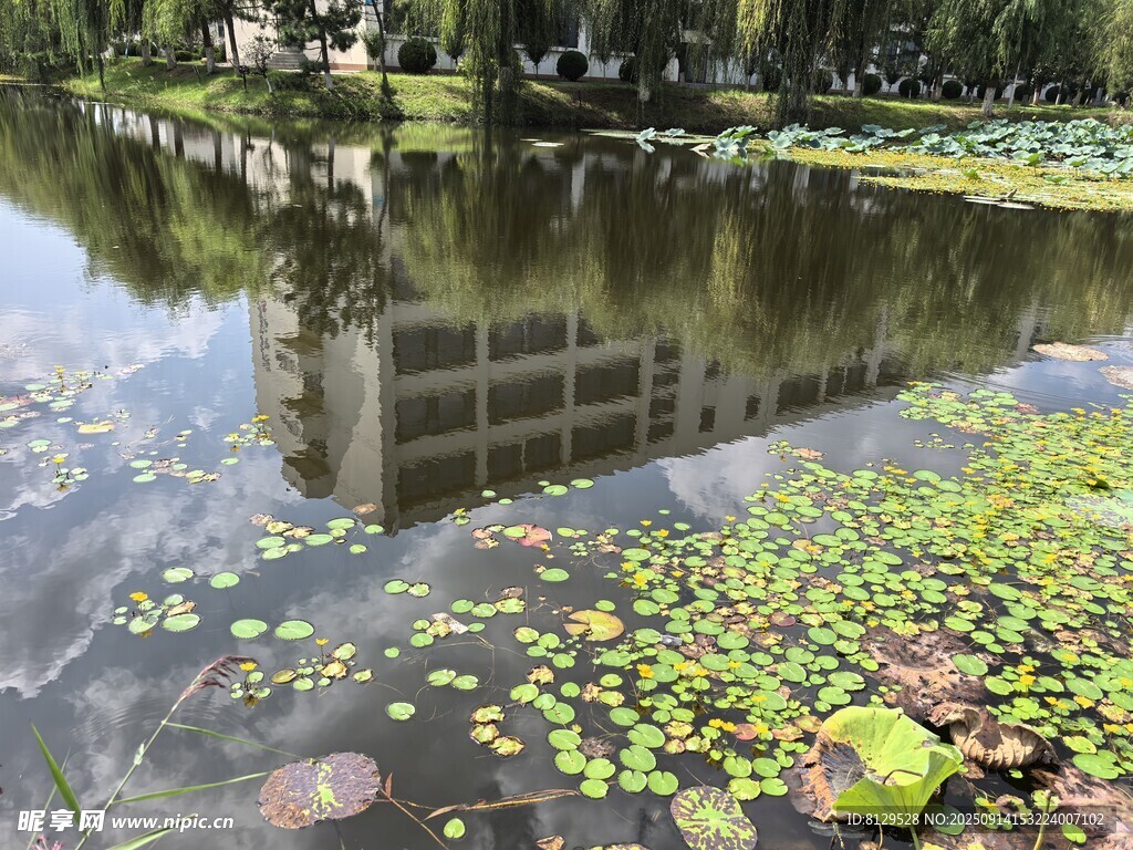 池塘中漂浮的綠色浮萍景觀