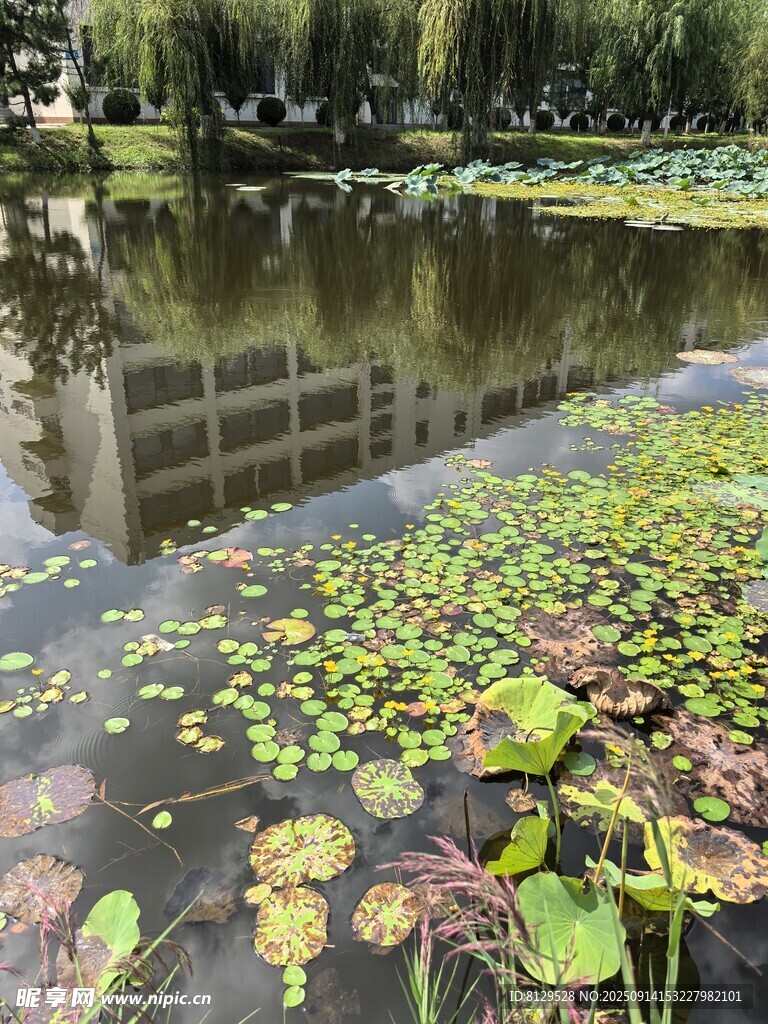 池塘荷葉景觀圖
