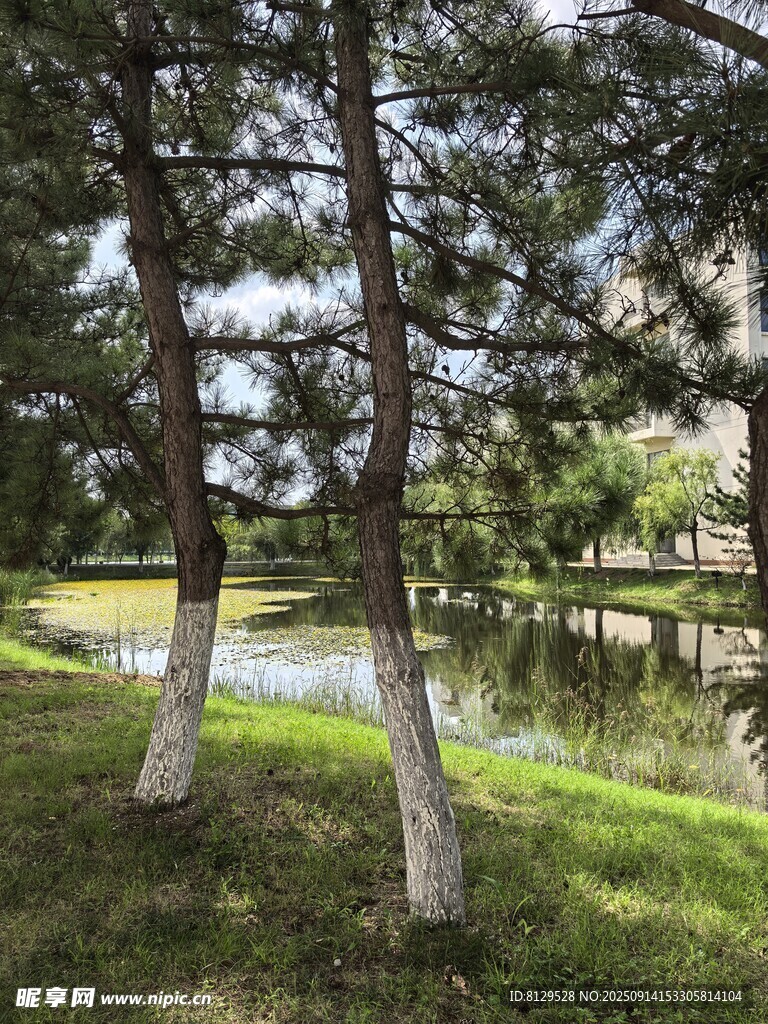 湖畔綠樹成蔭的靜謐景致