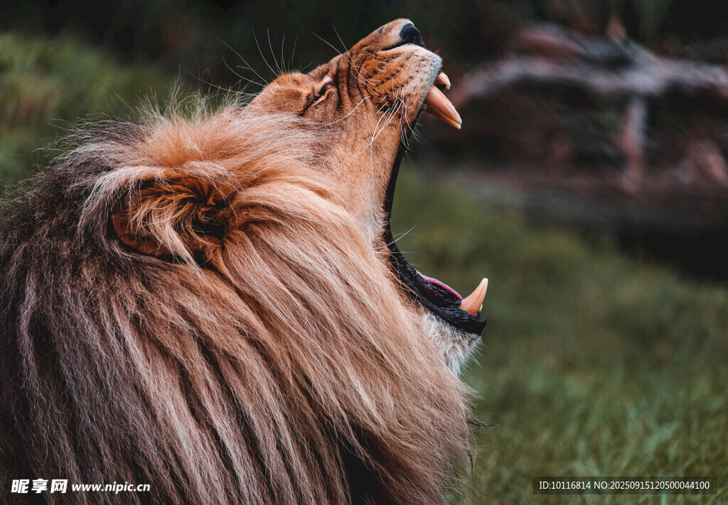 雄獅