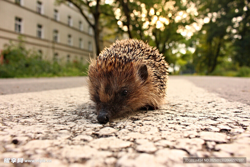 小刺猬