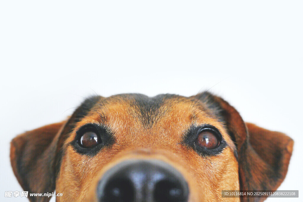 狗狗