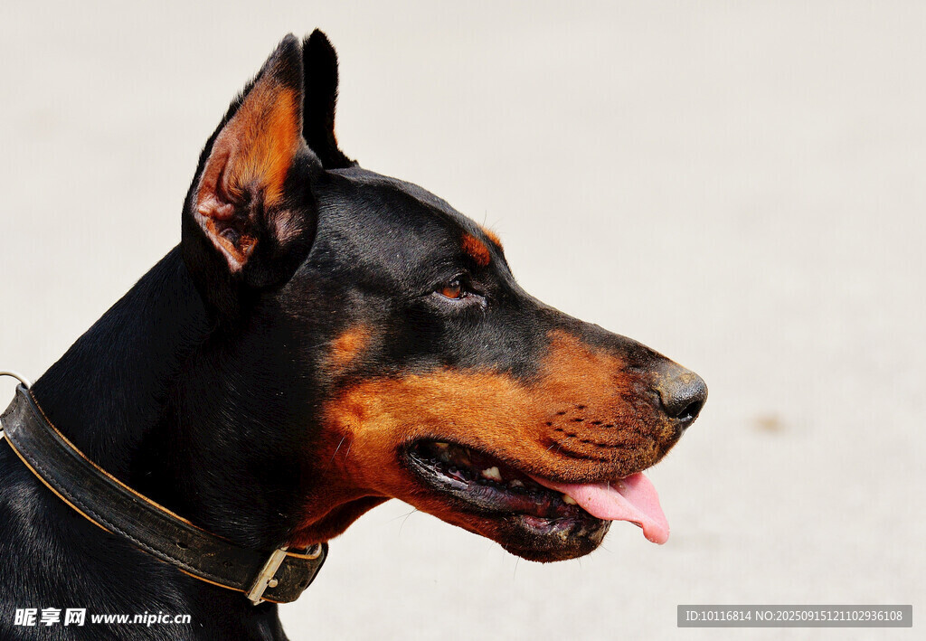 杜賓犬