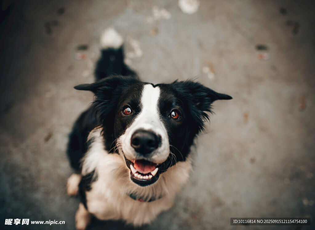 邊牧犬